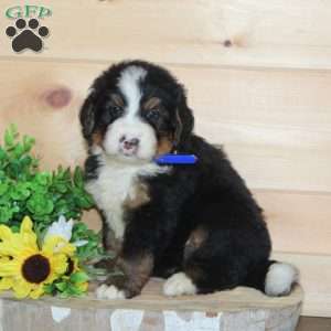 Mint, Bernedoodle Puppy